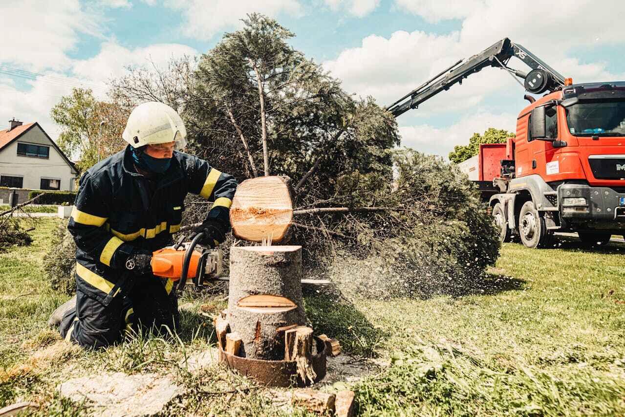 Best Tree Pruning Services  in Jupiter Farms, FL